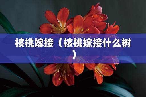 核桃嫁接（核桃嫁接什么树）