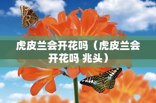 虎皮兰会开花吗（虎皮兰会开花吗 兆头）