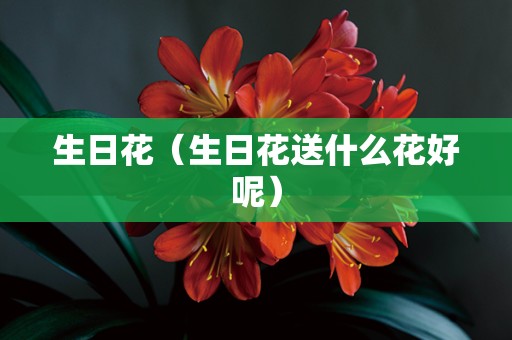 生日花（生日花送什么花好呢）