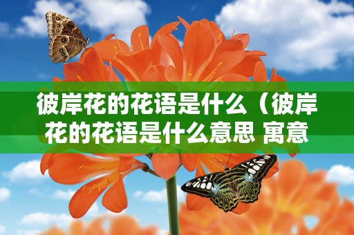 彼岸花的花语是什么（彼岸花的花语是什么意思 寓意）