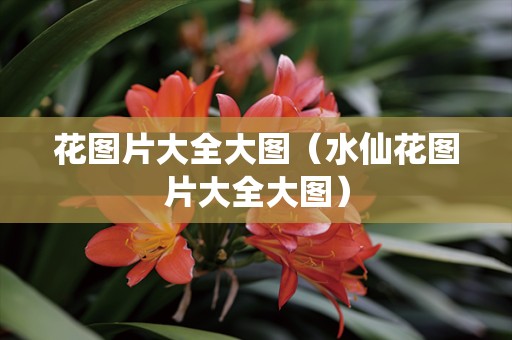 花图片大全大图（水仙花图片大全大图）