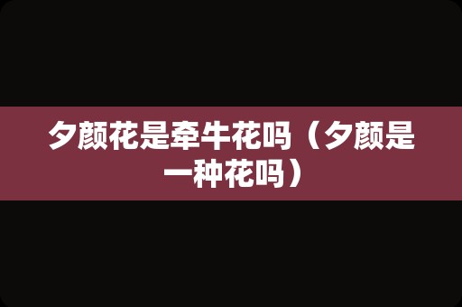 夕颜花是牵牛花吗（夕颜是一种花吗）