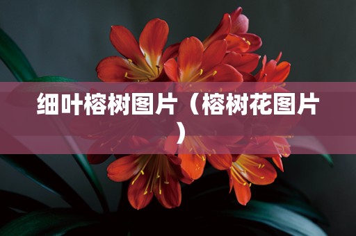 细叶榕树图片（榕树花图片）