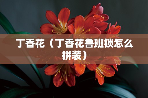 丁香花（丁香花鲁班锁怎么拼装）