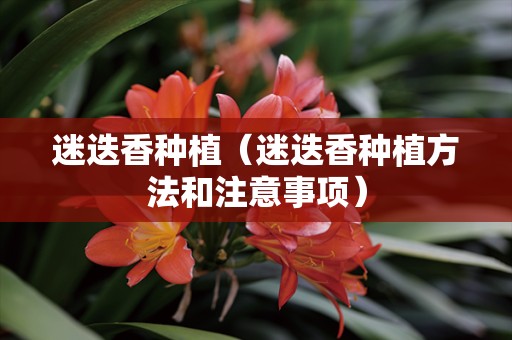 迷迭香种植（迷迭香种植方法和注意事项）