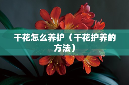 干花怎么养护（干花护养的方法）