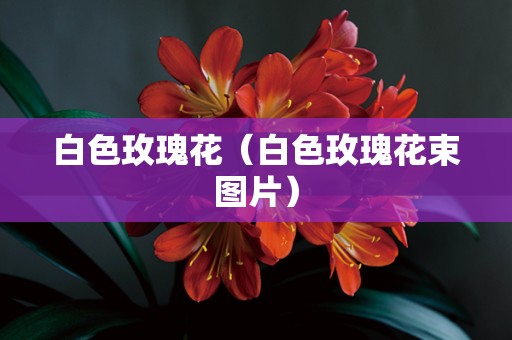 白色玫瑰花（白色玫瑰花束图片）