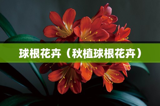 球根花卉（秋植球根花卉）