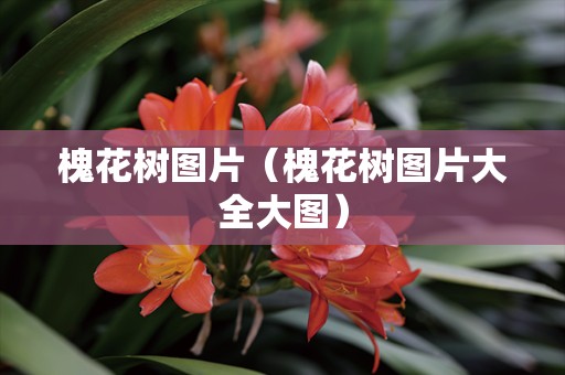 槐花树图片（槐花树图片大全大图）