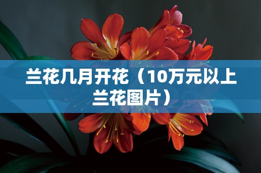 兰花几月开花（10万元以上兰花图片）