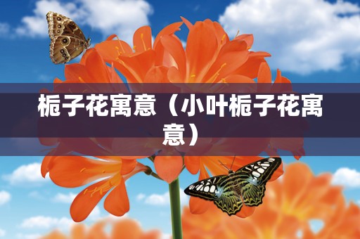 栀子花寓意（小叶栀子花寓意）