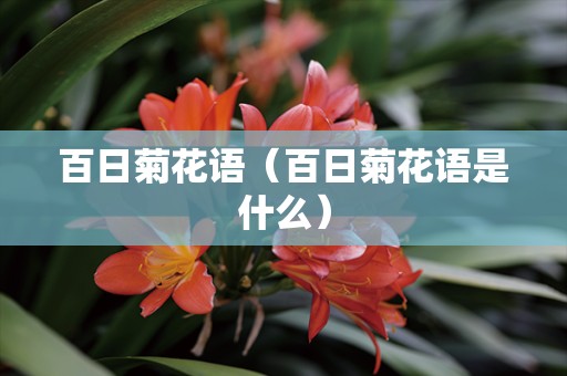 百日菊花语（百日菊花语是什么）