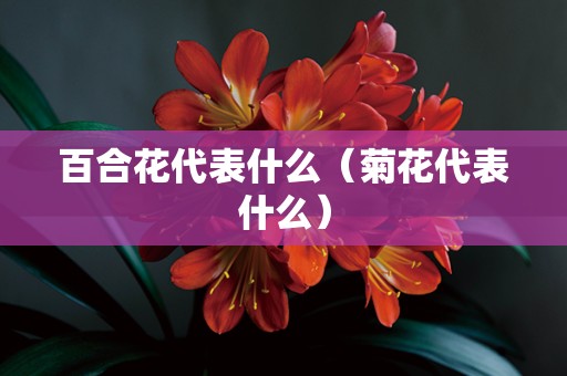 百合花代表什么（菊花代表什么）