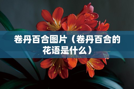 卷丹百合图片（卷丹百合的花语是什么）