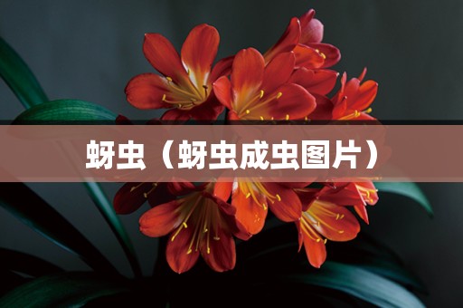 蚜虫（蚜虫成虫图片）