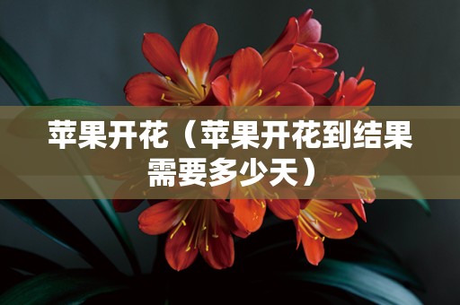 苹果开花（苹果开花到结果需要多少天）