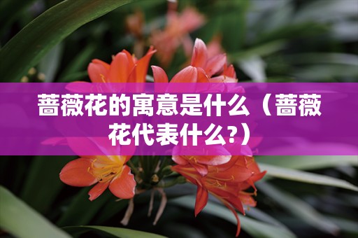 蔷薇花的寓意是什么（蔷薇花代表什么?）