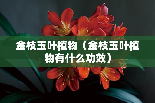 金枝玉叶植物（金枝玉叶植物有什么功效）