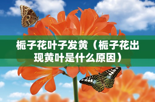 栀子花叶子发黄（栀子花出现黄叶是什么原因）