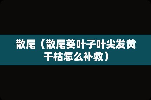 散尾（散尾葵叶子叶尖发黄干枯怎么补救）