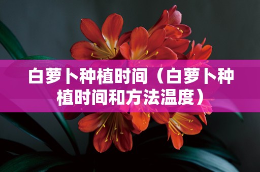 白萝卜种植时间（白萝卜种植时间和方法温度）