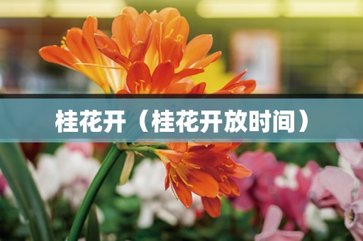 桂花开（桂花开放时间）