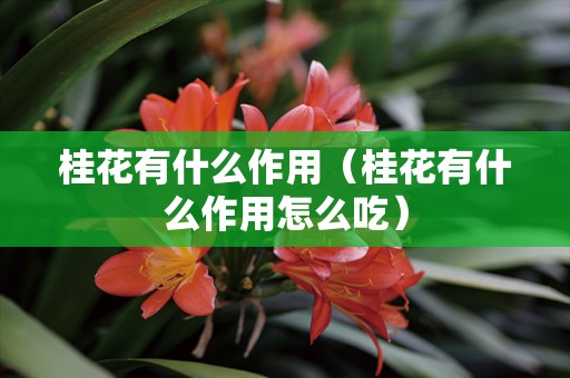 桂花有什么作用（桂花有什么作用怎么吃）