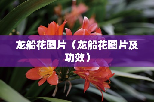 龙船花图片（龙船花图片及功效）