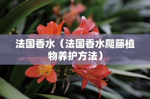 法国香水（法国香水爬藤植物养护方法）