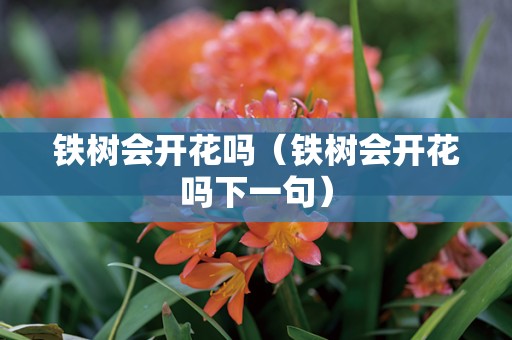 铁树会开花吗（铁树会开花吗下一句）