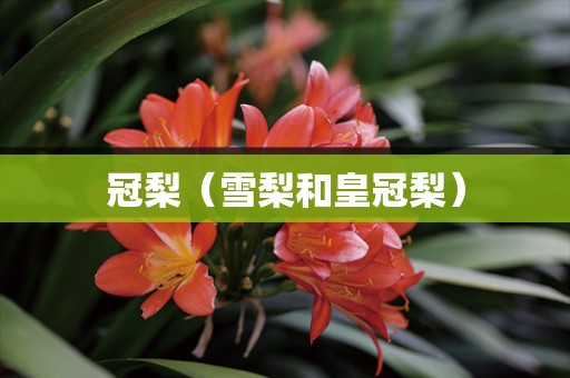 冠梨（雪梨和皇冠梨）