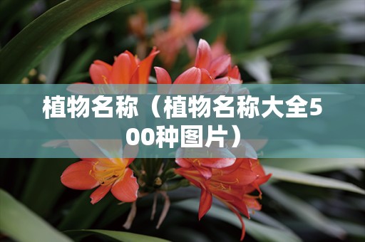 植物名称（植物名称大全500种图片）