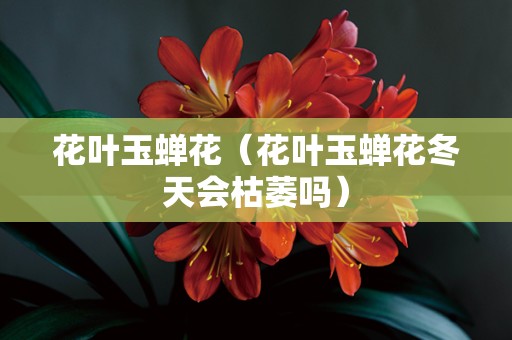 花叶玉蝉花（花叶玉蝉花冬天会枯萎吗）