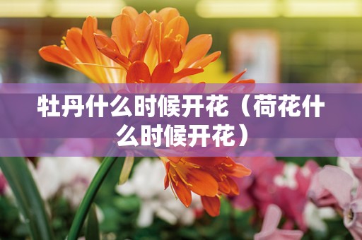 牡丹什么时候开花（荷花什么时候开花）