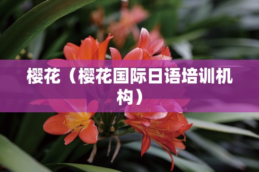 樱花（樱花国际日语培训机构）