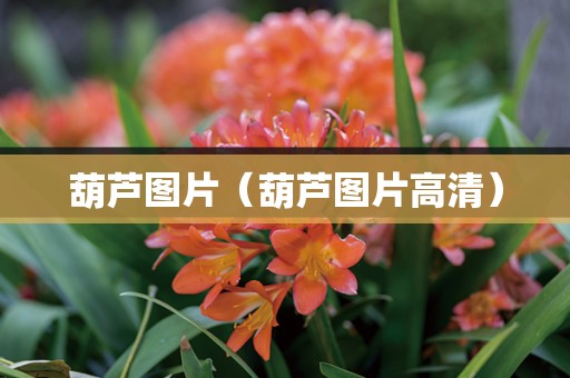 葫芦图片（葫芦图片高清）