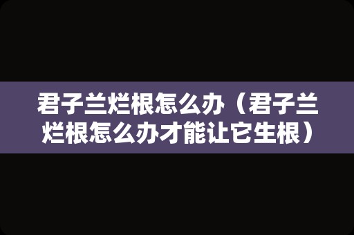 君子兰烂根怎么办（君子兰烂根怎么办才能让它生根）