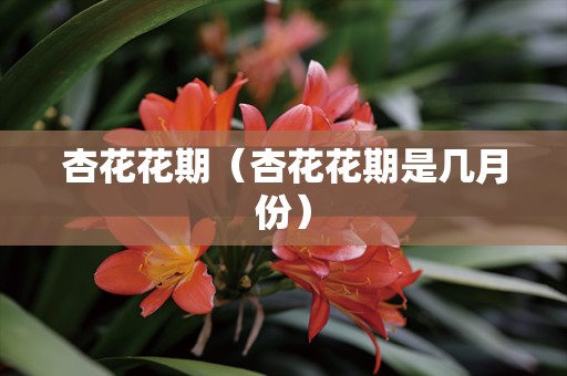 杏花花期（杏花花期是几月份）