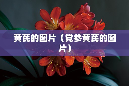 黄芪的图片（党参黄芪的图片）