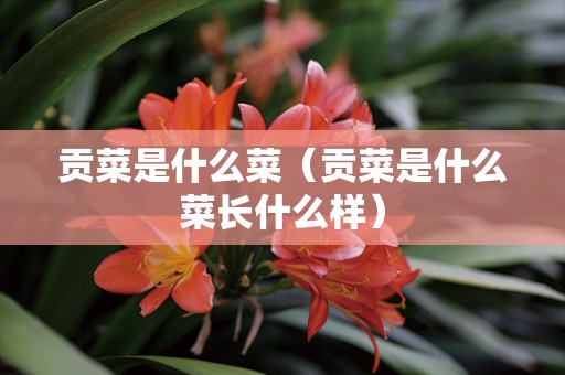 贡菜是什么菜（贡菜是什么菜长什么样）