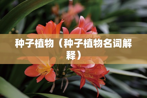 种子植物（种子植物名词解释）