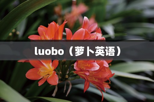 luobo（萝卜英语）