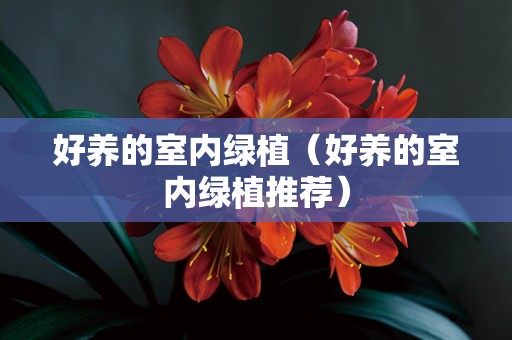 好养的室内绿植（好养的室内绿植推荐）