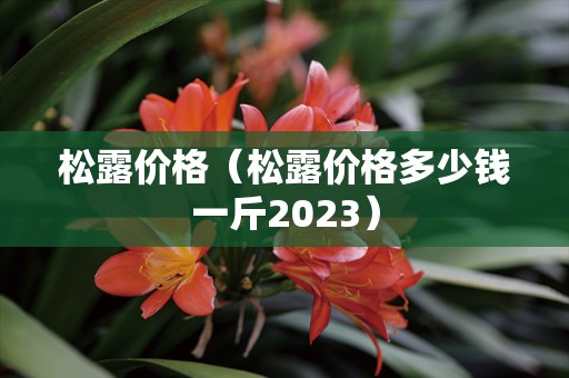 松露价格（松露价格多少钱一斤2023）