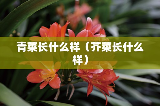 青菜长什么样（芥菜长什么样）