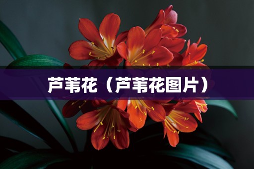 芦苇花（芦苇花图片）