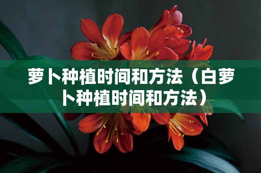 萝卜种植时间和方法（白萝卜种植时间和方法）