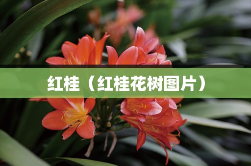 红桂（红桂花树图片）