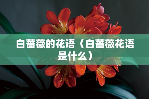 白蔷薇的花语（白蔷薇花语是什么）