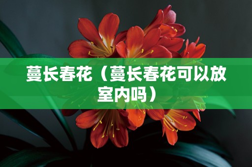 蔓长春花（蔓长春花可以放室内吗）